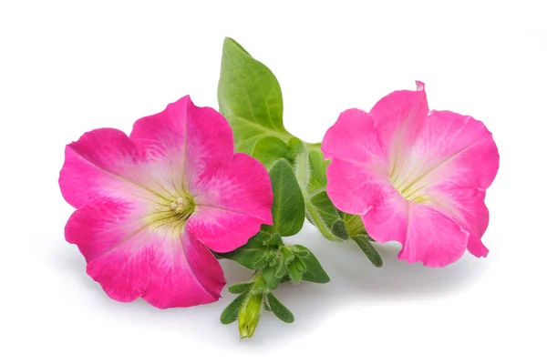 Розовый Surfinia Petunia Цветы Изолированы Белом Фоне — стоковое фото