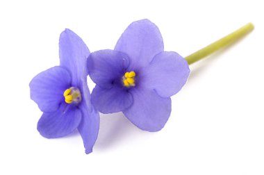 Saintpaulia (Afrika menekşeleri) beyaz arkaplanda izole