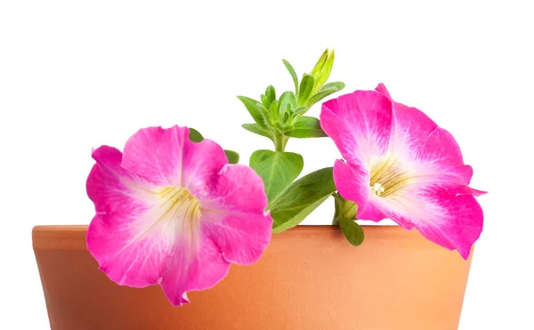 Rosa Surfinia Petunia Blüten Isoliert Auf Weißem Hintergrund — Stockfoto