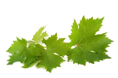 Beyaz arkaplanda asma dalı izole