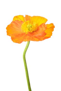 Beyaz arkaplanda izole edilmiş turuncu gelincik çiçeği
