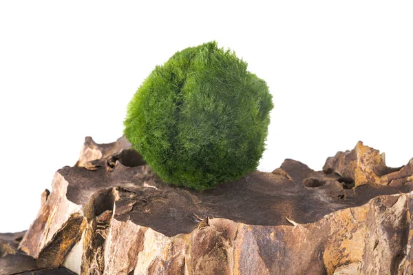 Moss balls on a rock isolated on white background