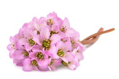 Bergenia crassifolia çiçekleri beyaz arkaplanda izole edilmiş