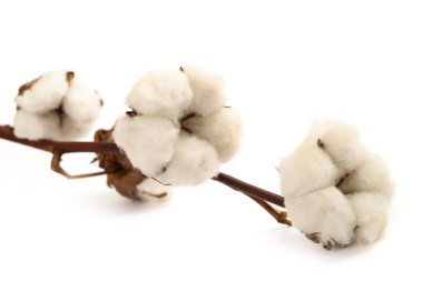 Beyaz arkaplanda çiçekli pamuk dalı