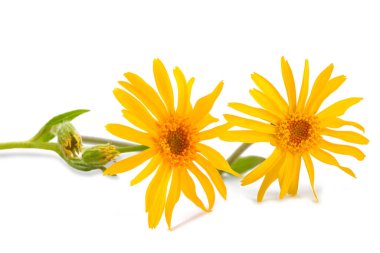 Beyaz arkaplanda yalıtılmış Arnica çiçekleri