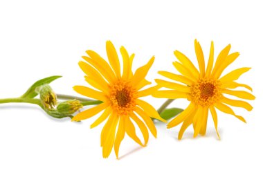 Arnica flowers isolated on white background clipart