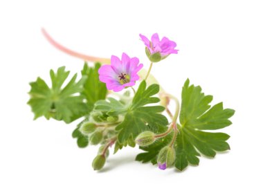 Dovesfoot Geranium bitkisi beyaz arka planda izole edildi