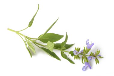 Beyaz arkaplandaki çiçekli adaçayı bitkisi