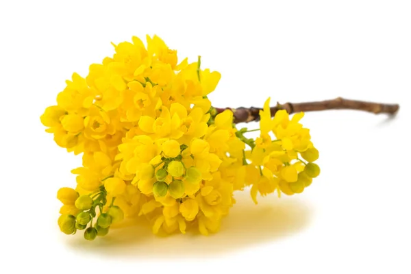 Oregon Grape Flowers Isolated White Background — Stock Photo, Image