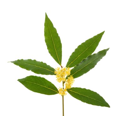 Beyaz çiçekli Laurel dalı