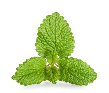 Taze Melisa beyaz arka plan üzerinde izole