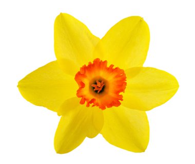 Sarı nergis çiçeği beyaz arkaplanda izole