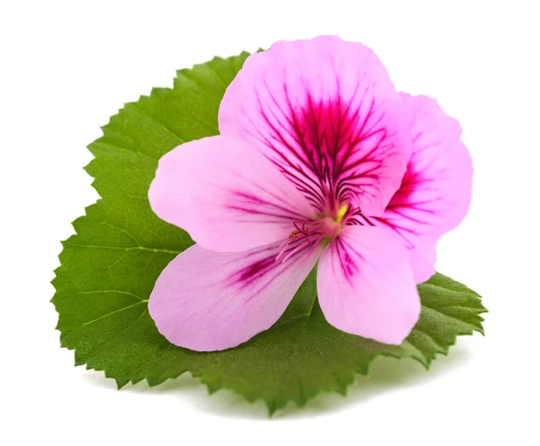 Geranium Flower Leaf Isolated White Background — Stock fotografie