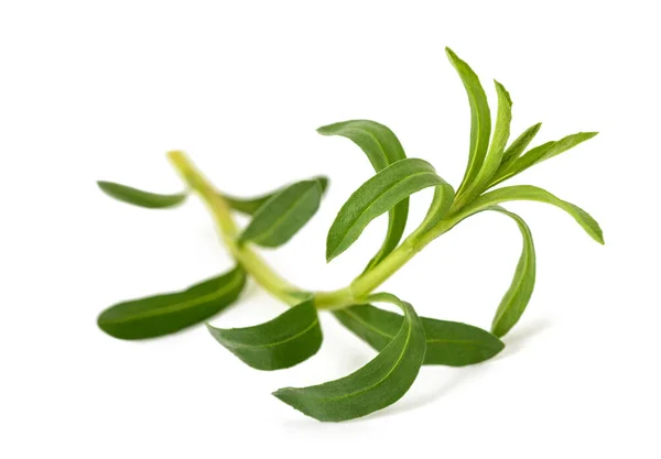 Summer Savory Sprig Izolowane Białym Tle — Zdjęcie stockowe