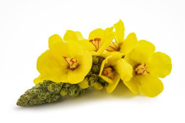 Mullein çiçekleri beyaz arkaplanda izole edilmiş
