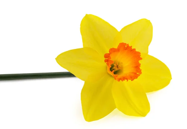 Желтый Цветок Нарцисса Изолирован Белом Фоне — стоковое фото
