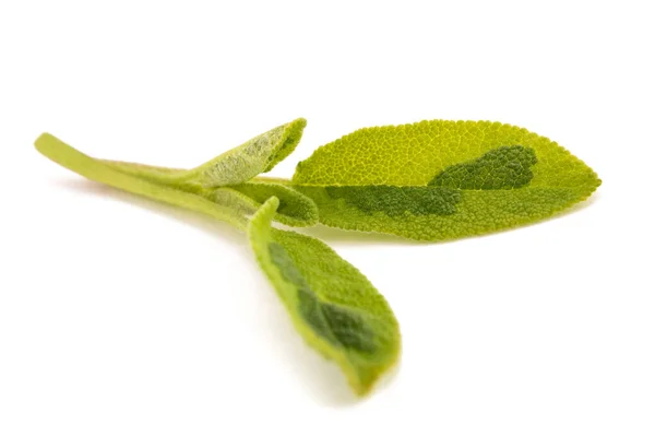 Rama Salvia Fresca Aislada Sobre Fondo Blanco — Foto de Stock