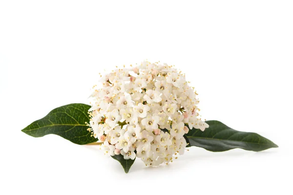 Flores Laurestino Viburnum Tinus Aisladas Sobre Fondo Blanco — Foto de Stock