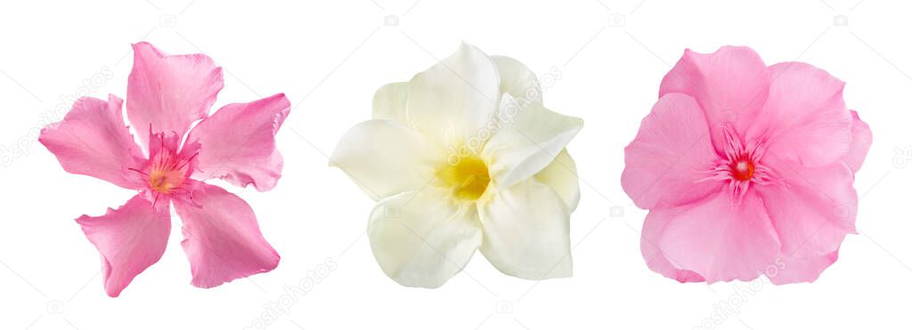 Oleander  flowers  heads isolated on white background