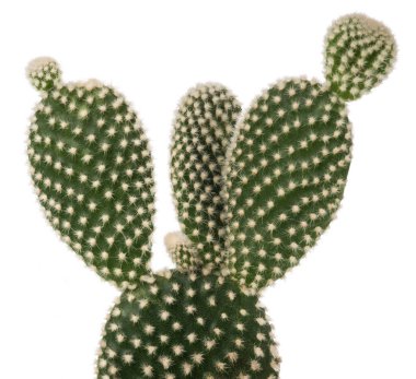 Bunny ears cactus  isolated on white background clipart