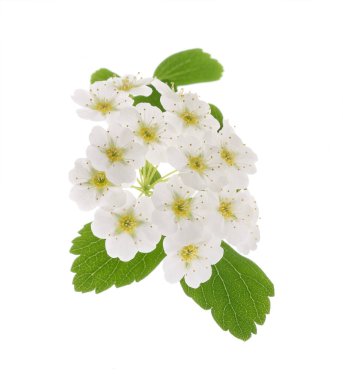 Spirea çiçekleri beyaz üzerine izole edilmiş