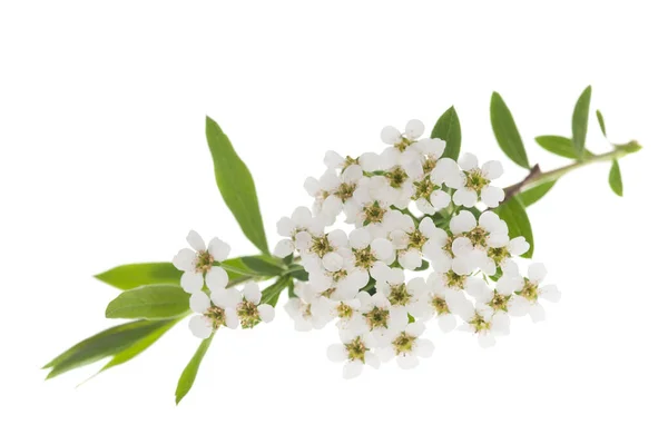 Spirea Flores Isoladas Backgroun Branco — Fotografia de Stock