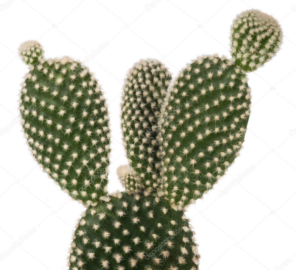 Bunny ears cactus  isolated on white background