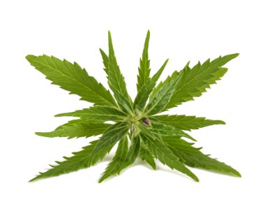 Kenevir bitkisi beyaz arkaplanda izole