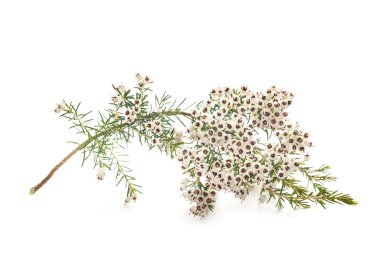Erica Arborea şubesi beyaz arkaplanda izole edildi