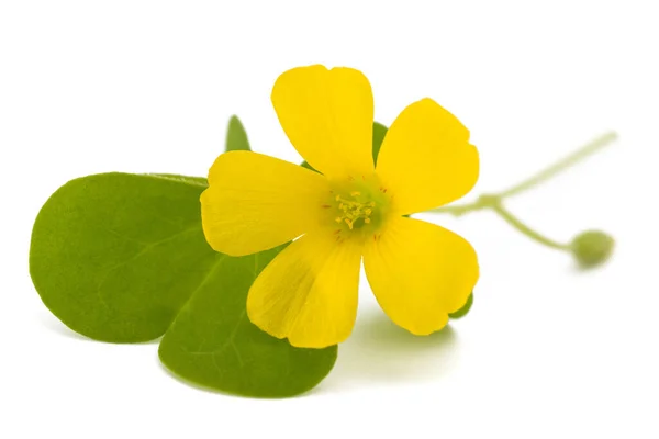 白い背景に孤立した黄色い木の花 — ストック写真