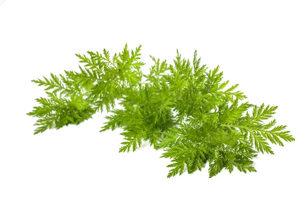 Planta Artemisia Annua Isolada Sobre Fundo Branco — Fotografia de Stock