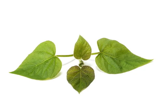 Paulownia Tomentosa Ramo Isolado Sobre Fundo Branco — Fotografia de Stock