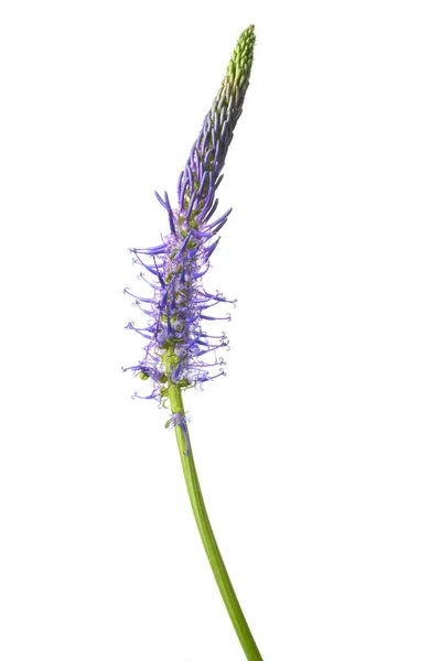 Rampion ดอกไม แยกก นบนพ นหล ขาว — ภาพถ่ายสต็อก