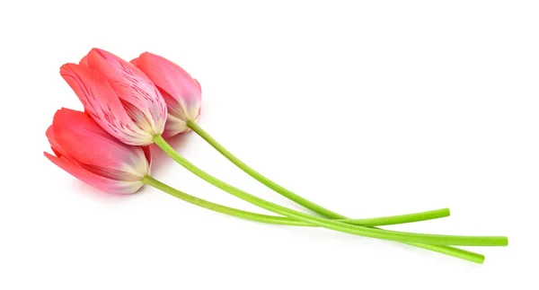 Flores Tulipanes Rosados Aisladas Sobre Fondo Blanco —  Fotos de Stock