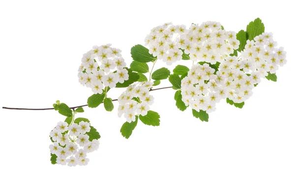 Flores Spirea Aisladas Sobre Fondo Blanco —  Fotos de Stock