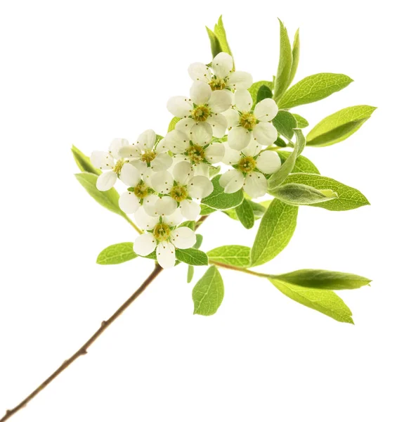 Spirea Flores Isoladas Fundo Branco — Fotografia de Stock