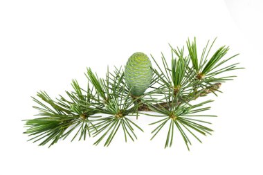 Cedrus deodara twig with cone isolated on white background clipart