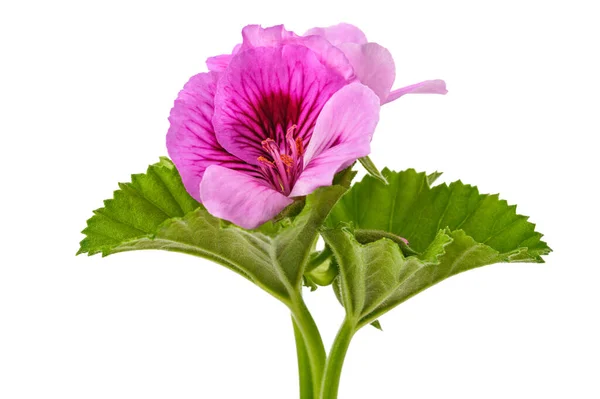 Geranium Květiny Izolované Bílém Pozadí — Stock fotografie