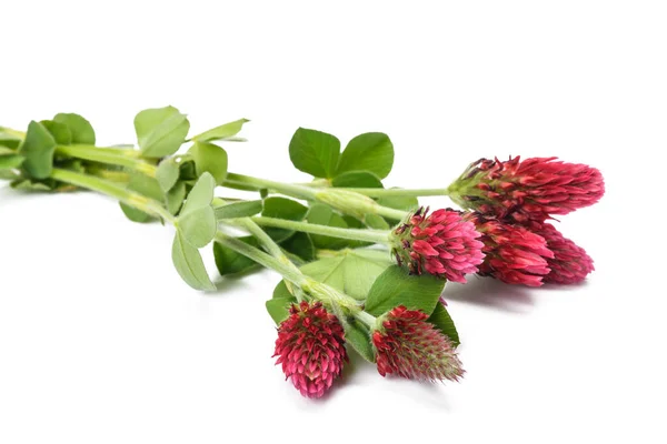 Flores Trébol Carmesí Aisladas Sobre Fondo Blanco — Foto de Stock