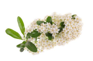  Pyracantha çiçekli dal beyaz arkaplanda izole