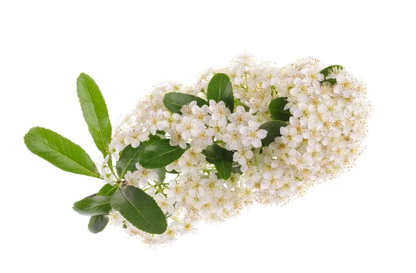 Pyracantha Flowering Branch Isolated White Background — Stock Photo, Image
