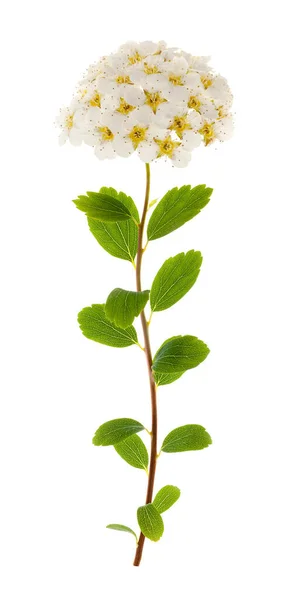 Spirea Bloemen Geïsoleerd Witte Achtergrond — Stockfoto