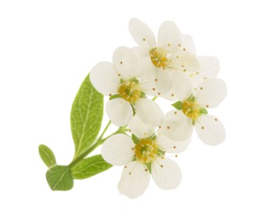 Spirea çiçekleri beyaz arkaplanda izole edilmiş