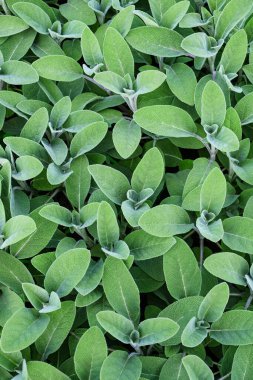 Adaçayı bitkileri (salvia officinalis) arka planı