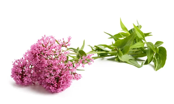 Rode Valeriaan Bloemen Geïsoleerd Witte Achtergrond — Stockfoto