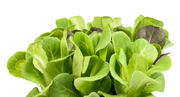 Semak Salad Segar Diisolasi Pada Latar Belakang Putih — Stok Foto