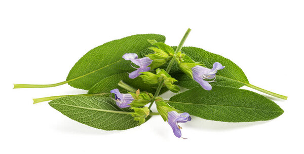 Листья шалфея с цветами изолированы на белом фоне