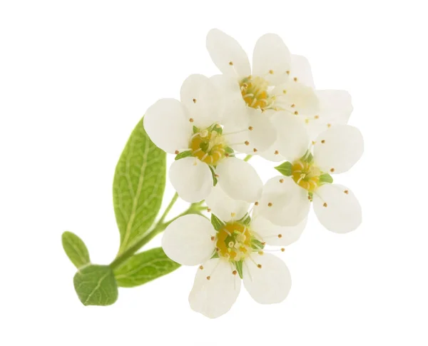 Spirea Flowers Isolated White Background — Stock Photo, Image