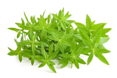 Beyaz arkaplanda limon verbena bitkisi izole
