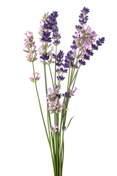 Lavendel Bloemen Bos Geïsoleerd Witte Achtergrond — Stockfoto